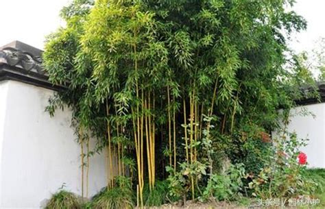 住在墳墓旁邊 觀賞竹品種